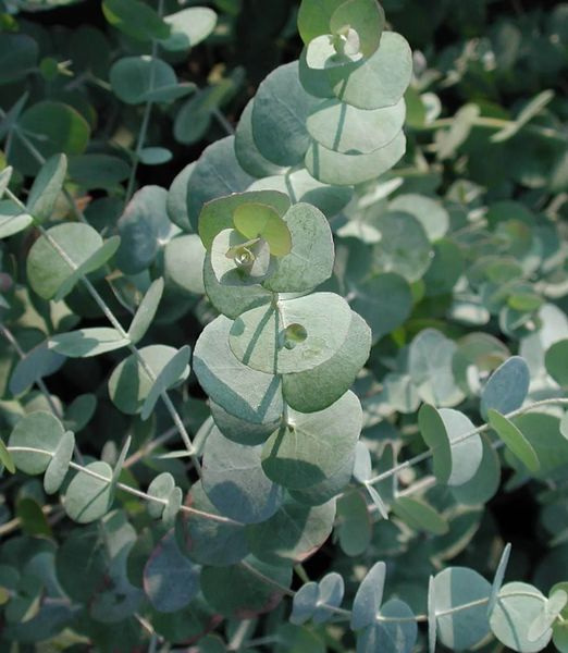Eucalyptus cinerea 'Silver Dollar'